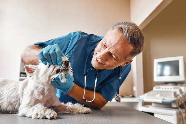 Best Walk-In Emergency Dental Services in Port Sulphur, LA